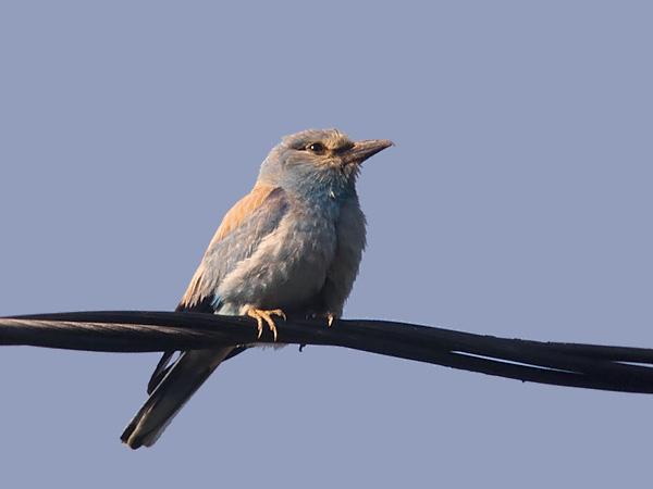 Sininärhi, European Roller, Coracias garrulus